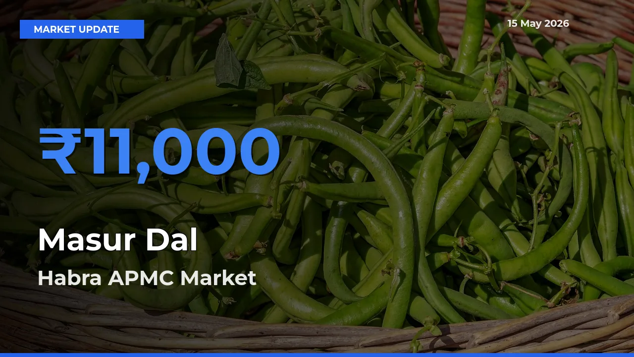 Habra APMC Leads as Top Mandi for Masur Dal Prices