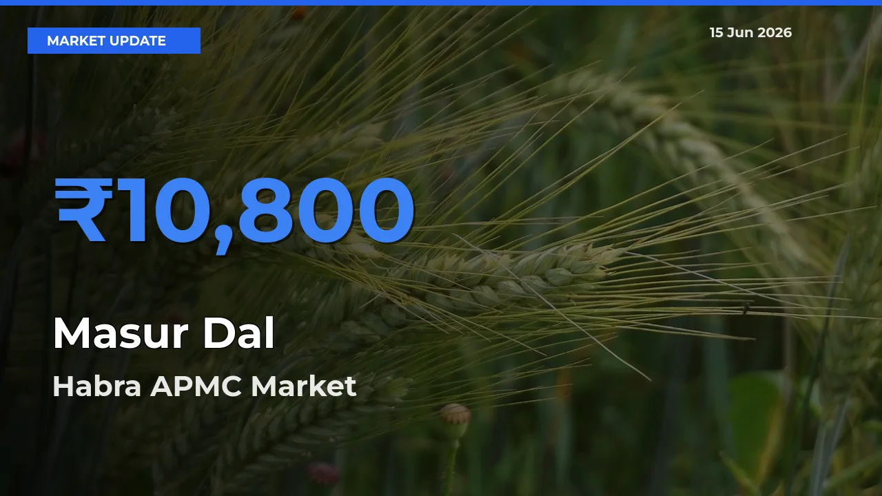 Habra APMC Tops Masur Dal Mandi Rates Today