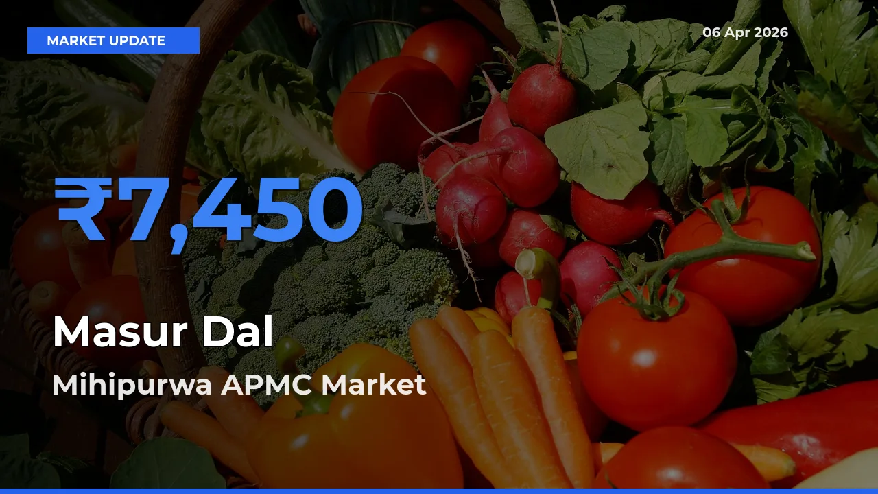 Mihipurwa APMC Tops Masur Dal Mandi Rates Today