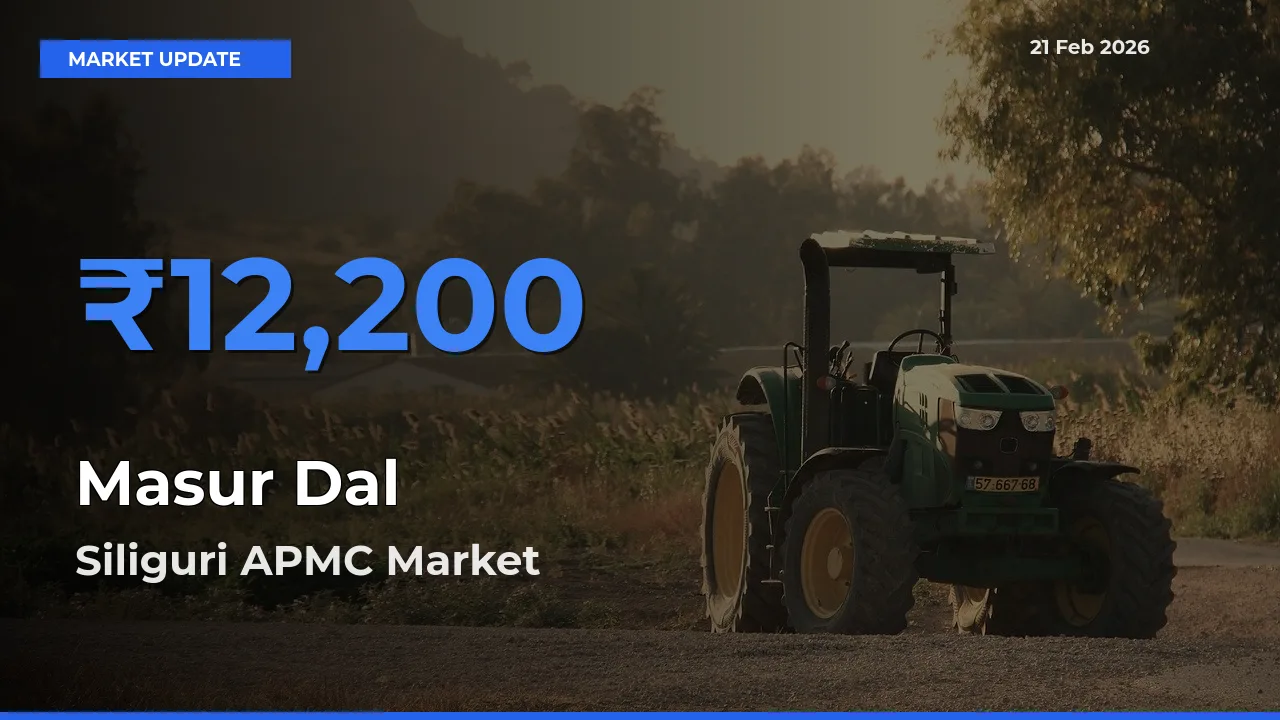 Siliguri APMC Records Highest ₹12,200 Rate for Masur Dal