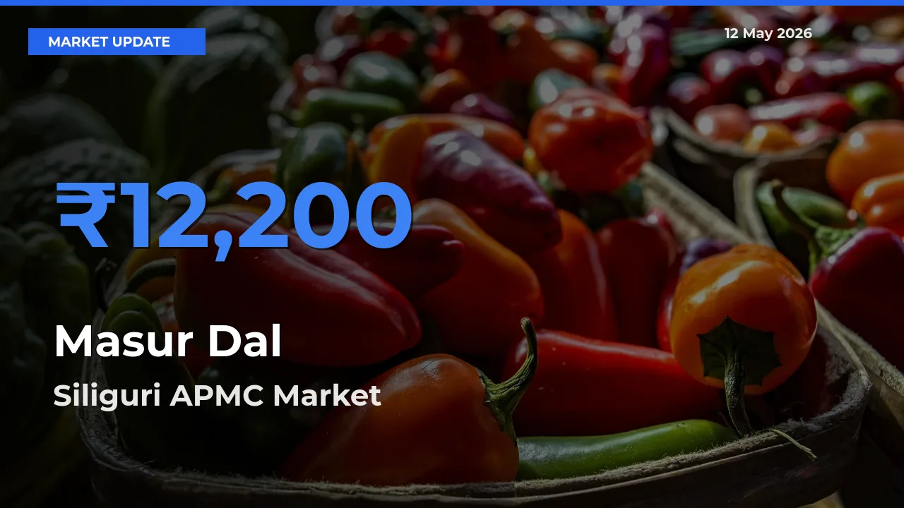 Top Performer! Siliguri APMC Offers Best Masur Dal Price Today