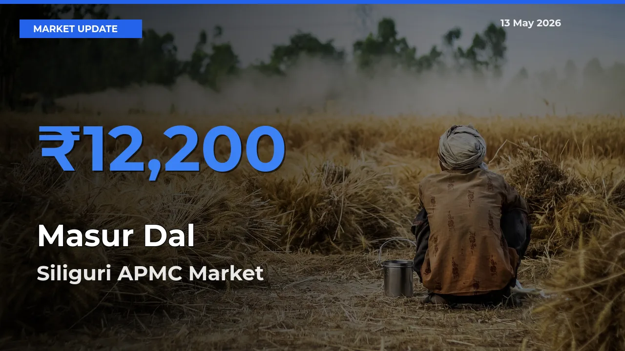 Masur Dal Mandi Rate Today: Siliguri APMC Tops the List