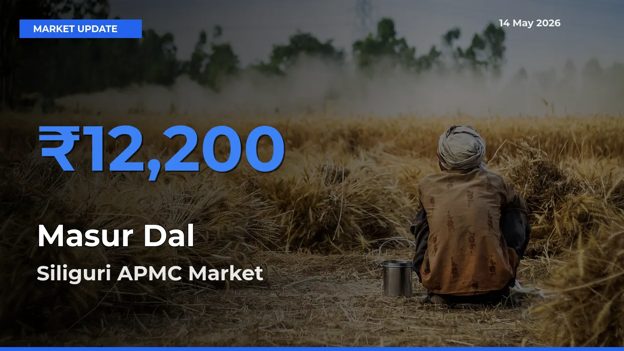 Market Watch: Siliguri APMC Becomes Top Mandi for Masur Dal