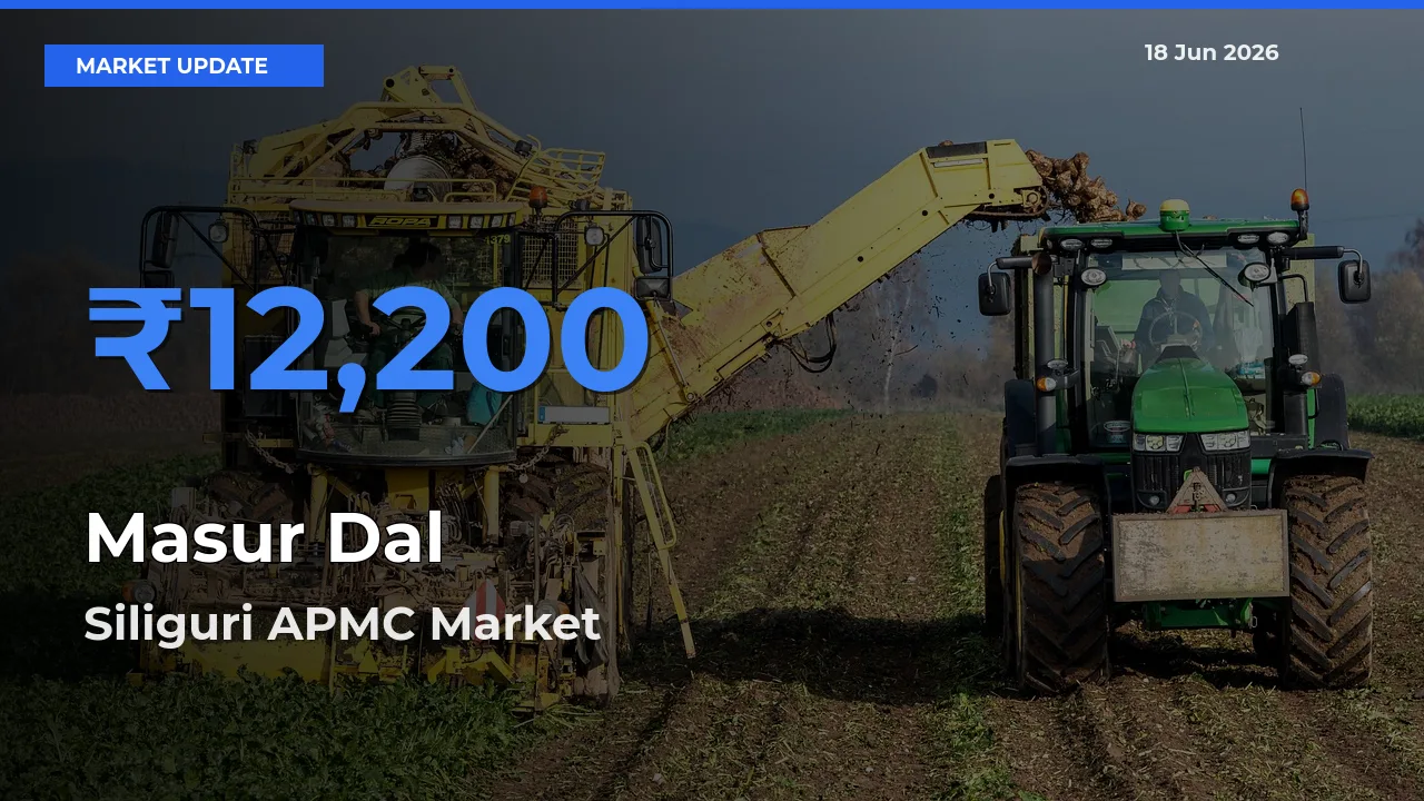 Top Performer! Siliguri APMC Offers Best Masur Dal Price Today