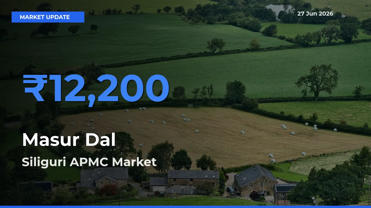 Siliguri APMC Leads as Top Mandi for Masur Dal Prices
