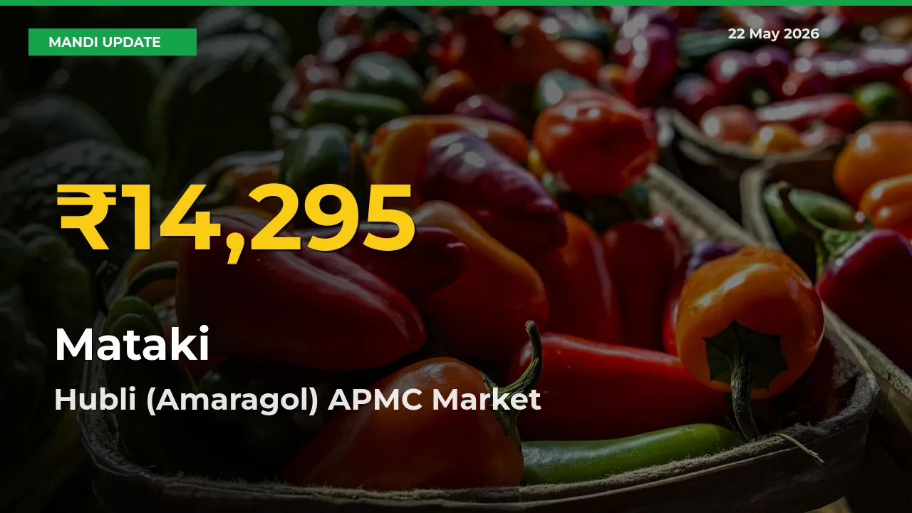 Fresh Record! Mataki Price Climbs to New High in Hubli (Amaragol) APMC