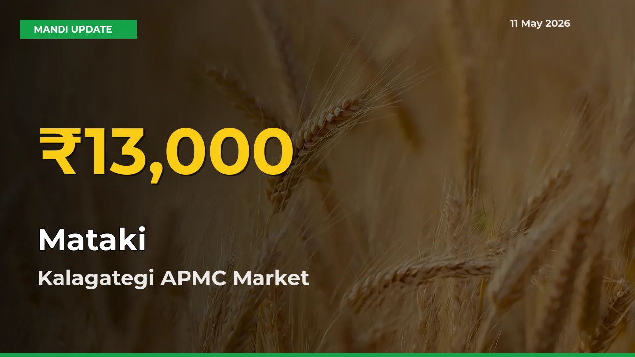Big Jump in Mataki Prices! Kalagategi APMC Records New Peak Today