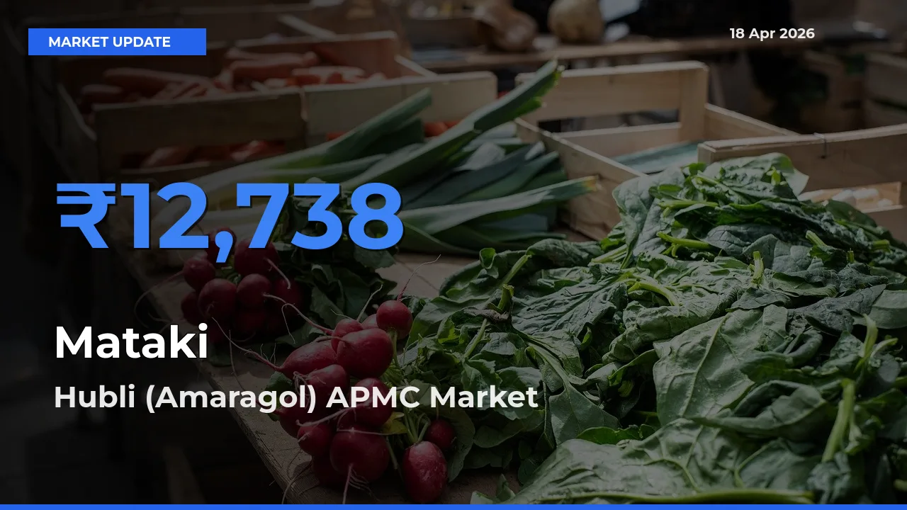 Hubli (Amaragol) APMC Tops Mataki Rates – April 18 Market Update