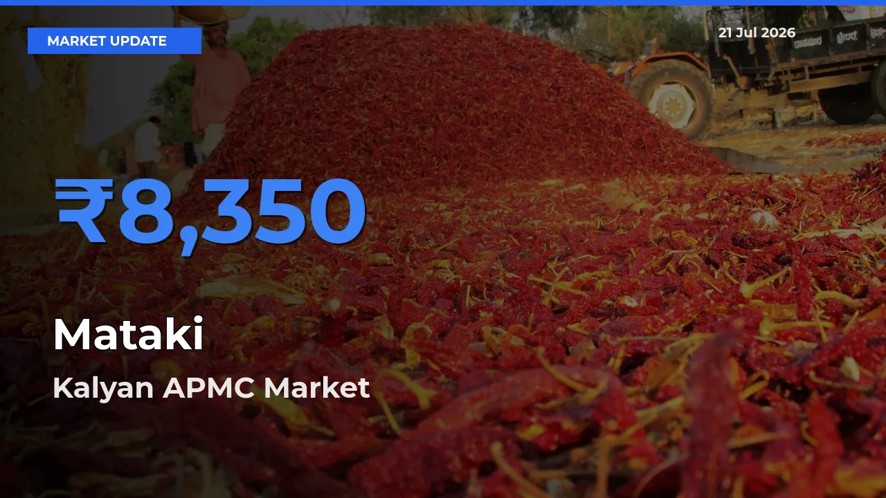 Farmers Prefer Kalyan APMC as Mataki Hits Highest Rate