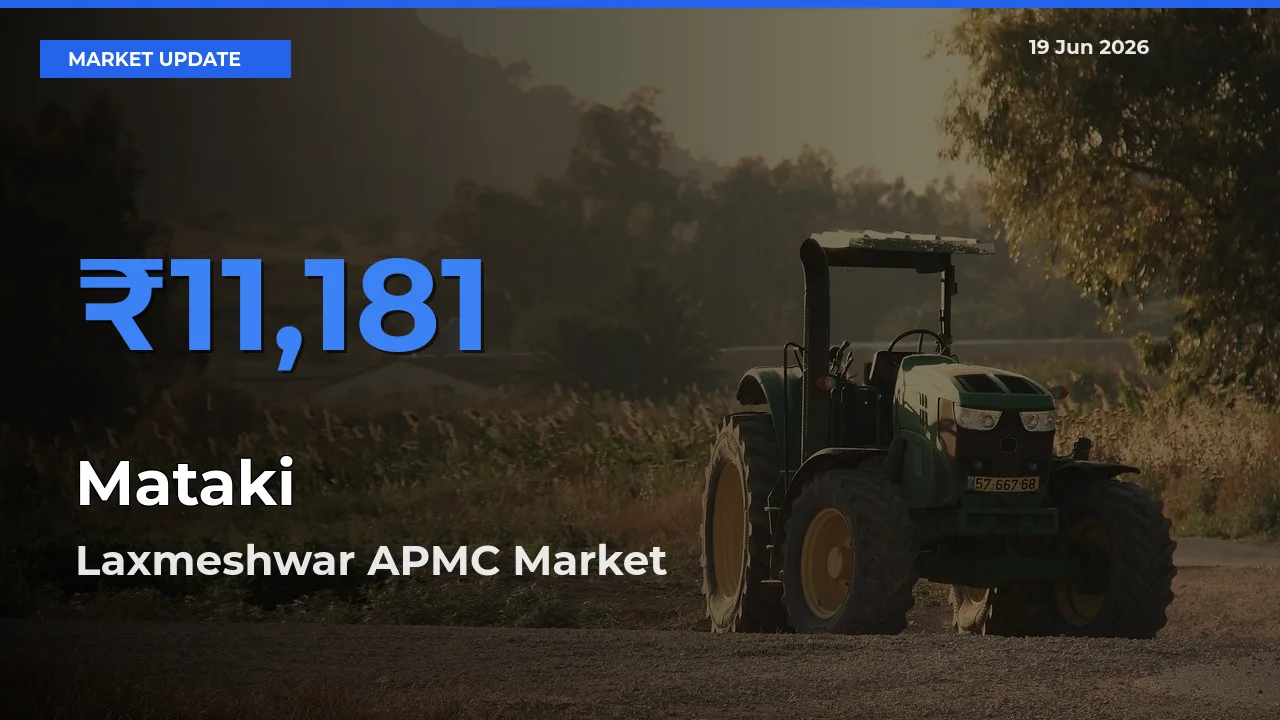 Market Watch: Laxmeshwar APMC Becomes Top Mandi for Mataki