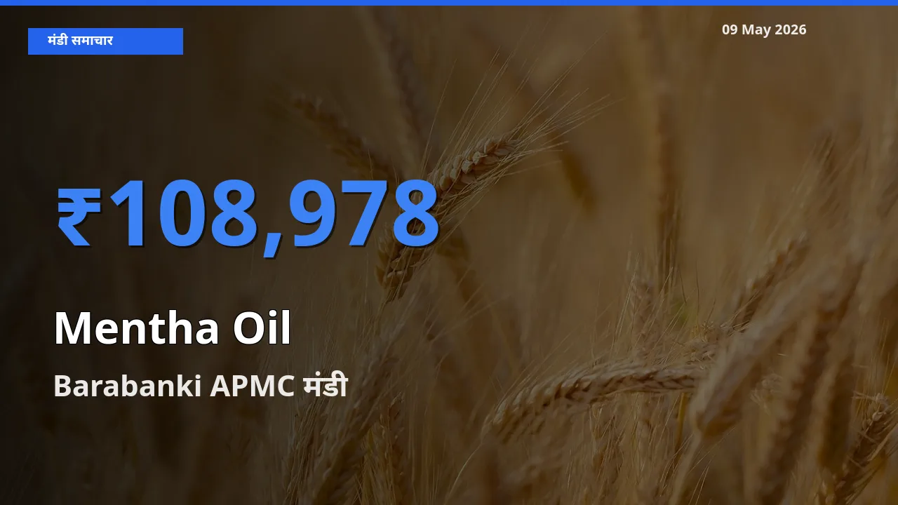 Barabanki APMC मंडी में आज मेंथा ऑयल के सबसे ऊँचे दाम दर्ज