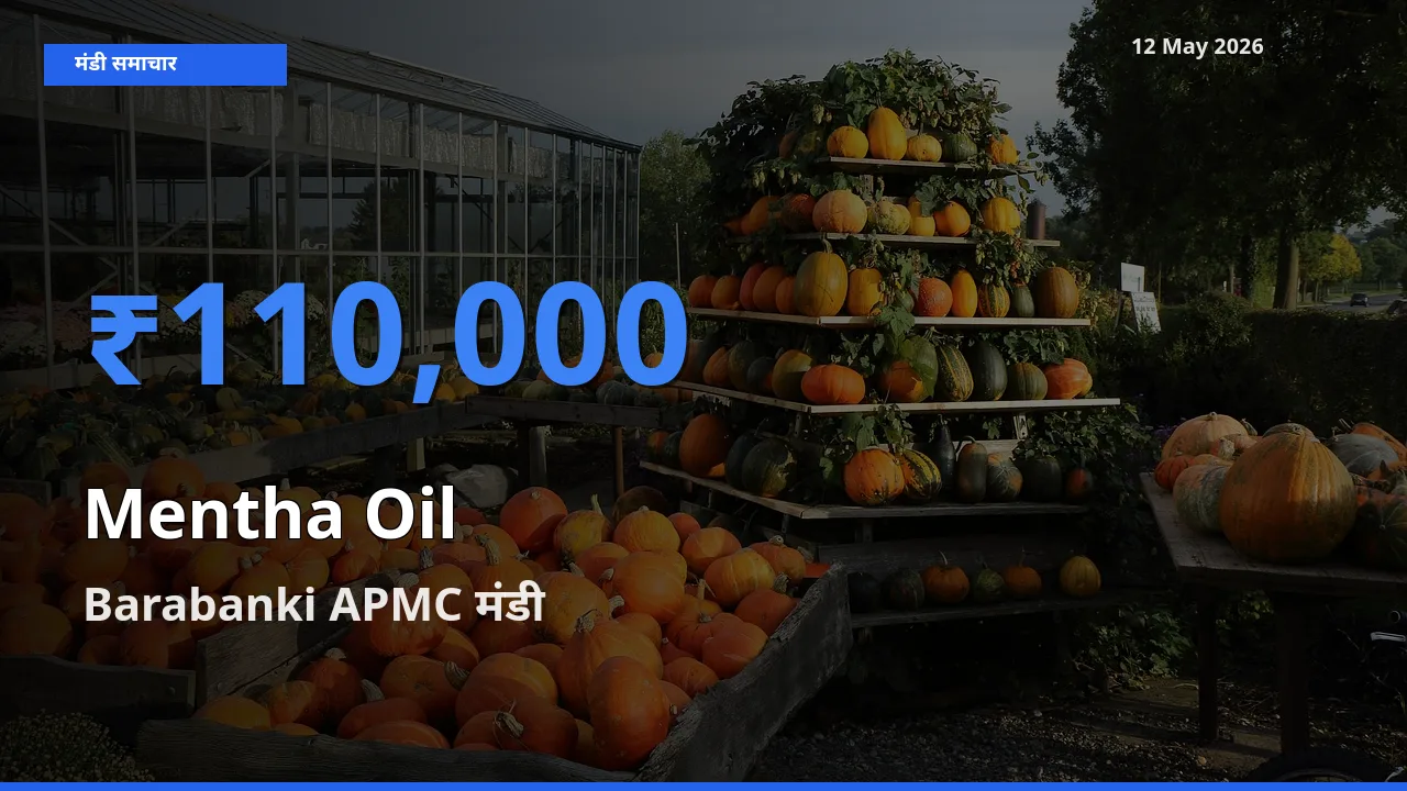 Barabanki APMC में मेंथा ऑयल का आज सबसे ऊँचा भाव