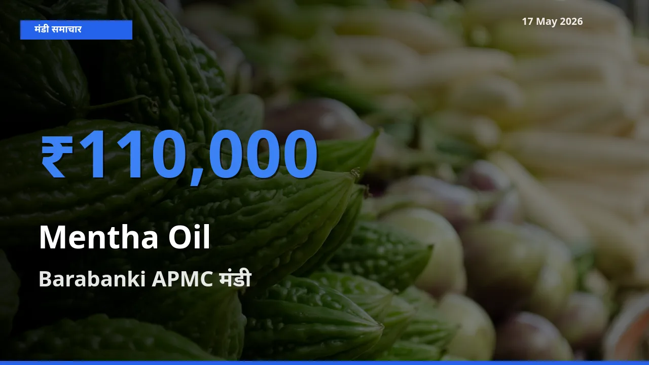 आज का मंडी भाव: मेंथा ऑयल के सबसे ज़्यादा दाम Barabanki APMC में