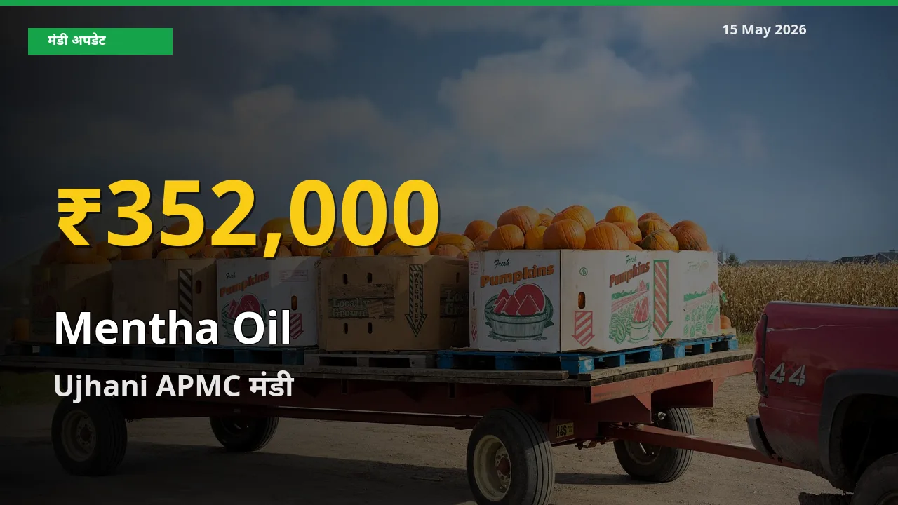 Ujhani APMC में मेंथा ऑयल ₹352,000 पर पहुँचा – अब तक का उच्चतम भाव