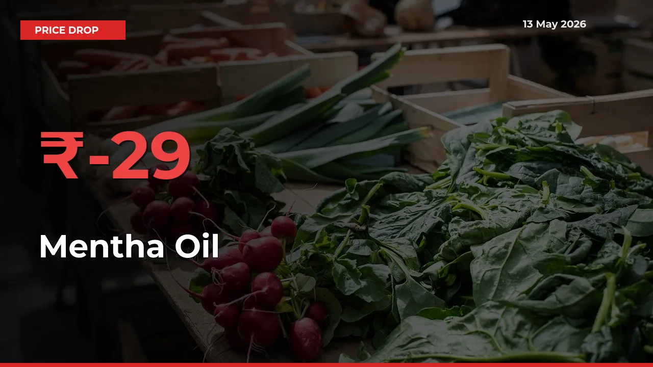 Mentha Oil Prices Drop 29.41% in 24 Hours at Major Mandis