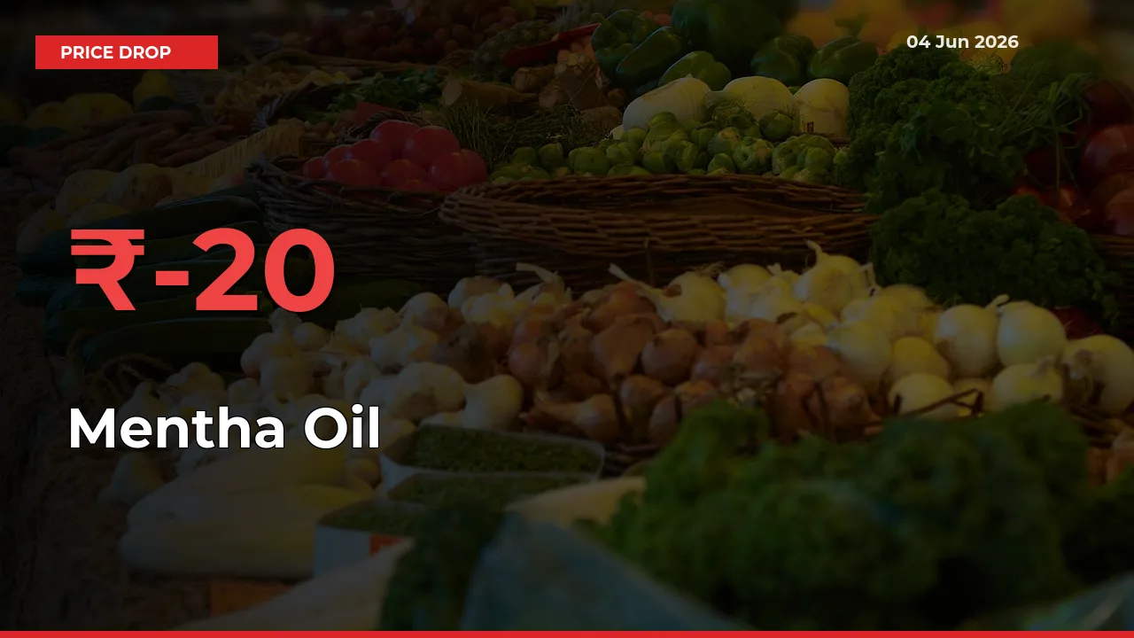 Sudden Shock! Mentha Oil Drops 20.22% in 24 Hours at Top Mandis