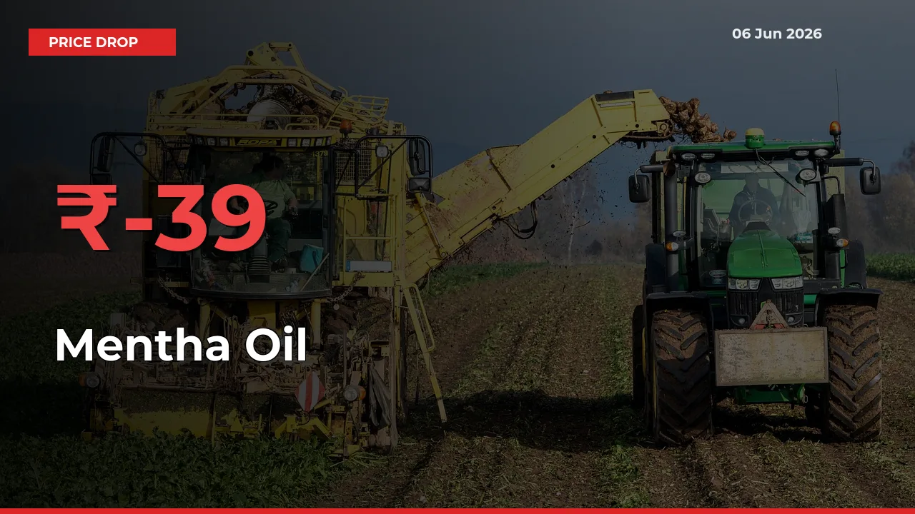 Mentha Oil Falls 39.32% at Mandis