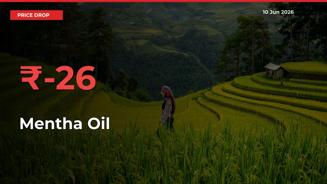 Mentha Oil Falls 25.7% at Mandis