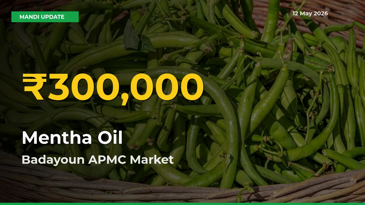 Mentha Oil Prices Soar to Record High in Badayoun APMC – Farmers Alert Today
