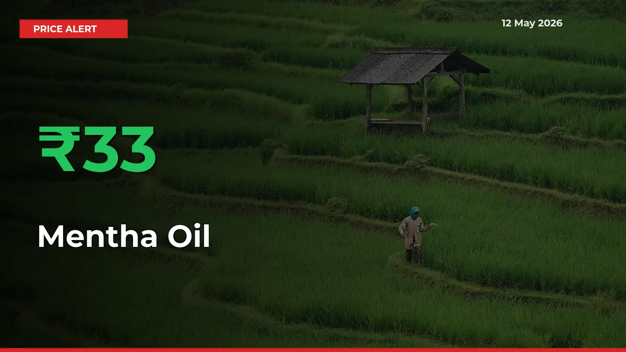 Farmers Cheer as Mentha Oil Prices Surge 33.36% in Local Mandis