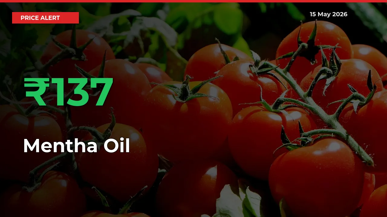 Mentha Oil Prices Rise 136.85% in a Day at Major Mandis