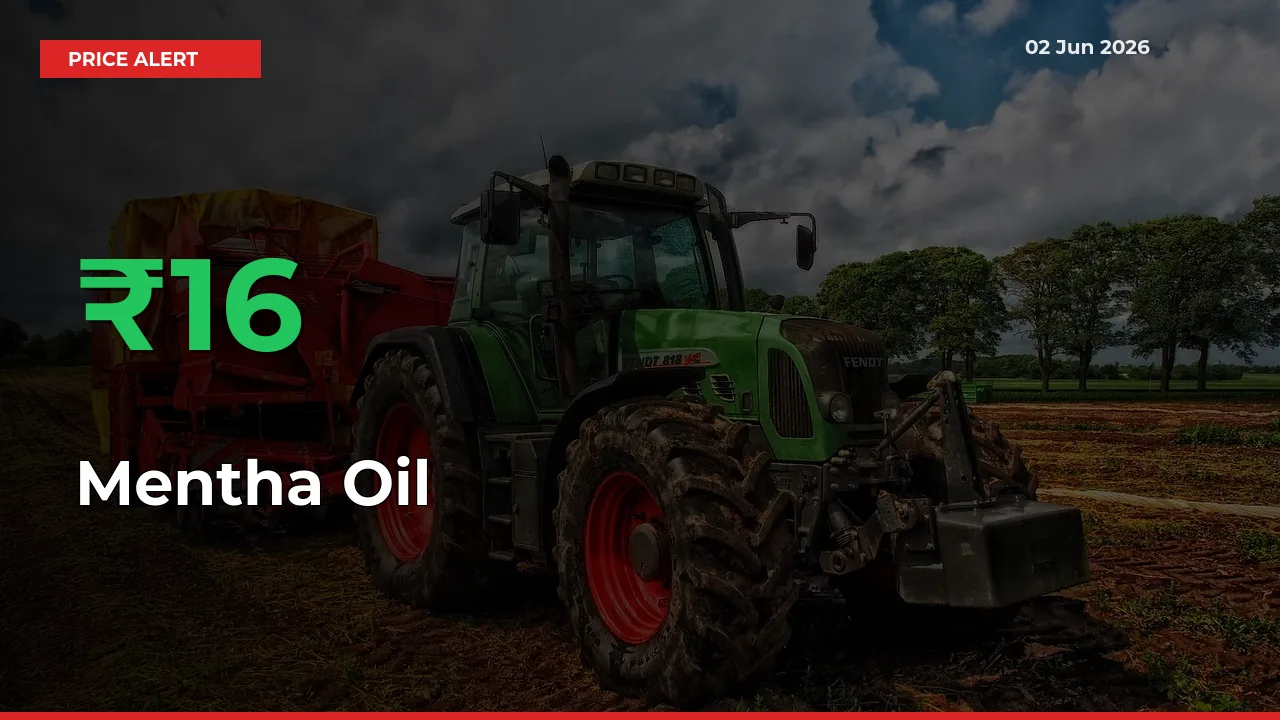 This Mandi Records 16.04% Jump in Mentha Oil Prices