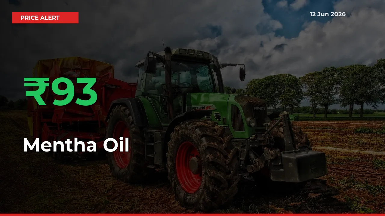 Mentha Oil Mandi Rate Today: Prices Jump 92.59% at Market