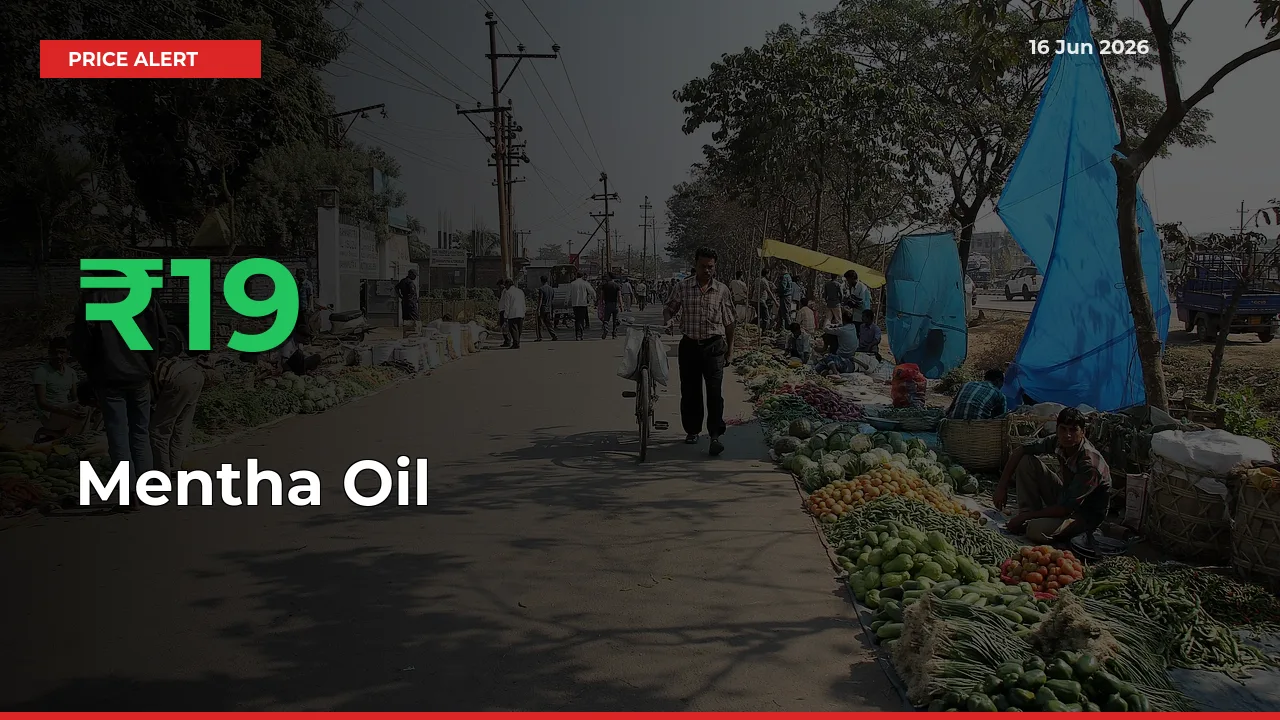 Farmers Cheer as Mentha Oil Prices Surge 18.52% in Local Mandis