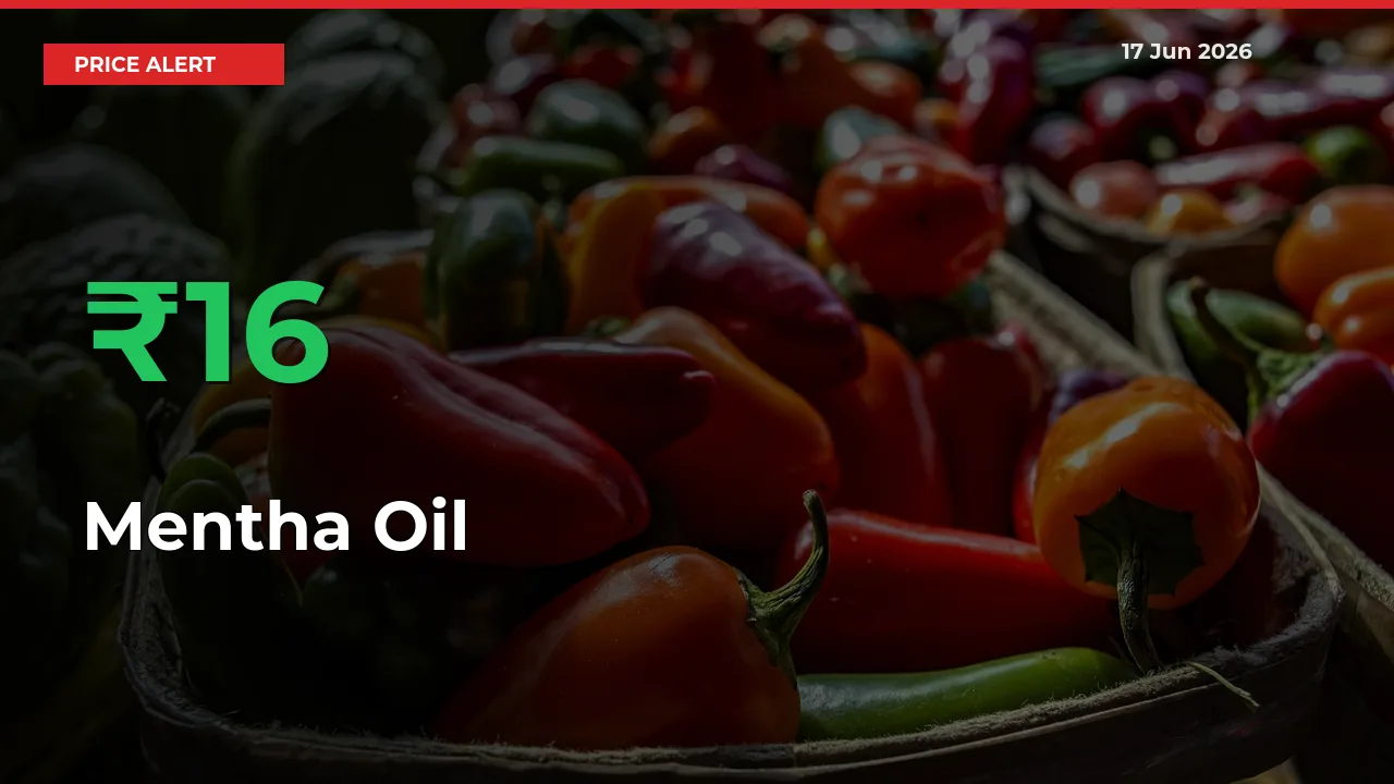 Mentha Oil Prices Rise 15.63% in a Day at Major Mandis