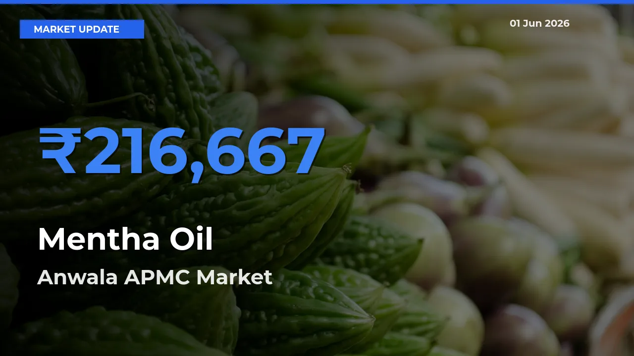 Anwala APMC Tops Mentha Oil Rates – June 01 Market Update