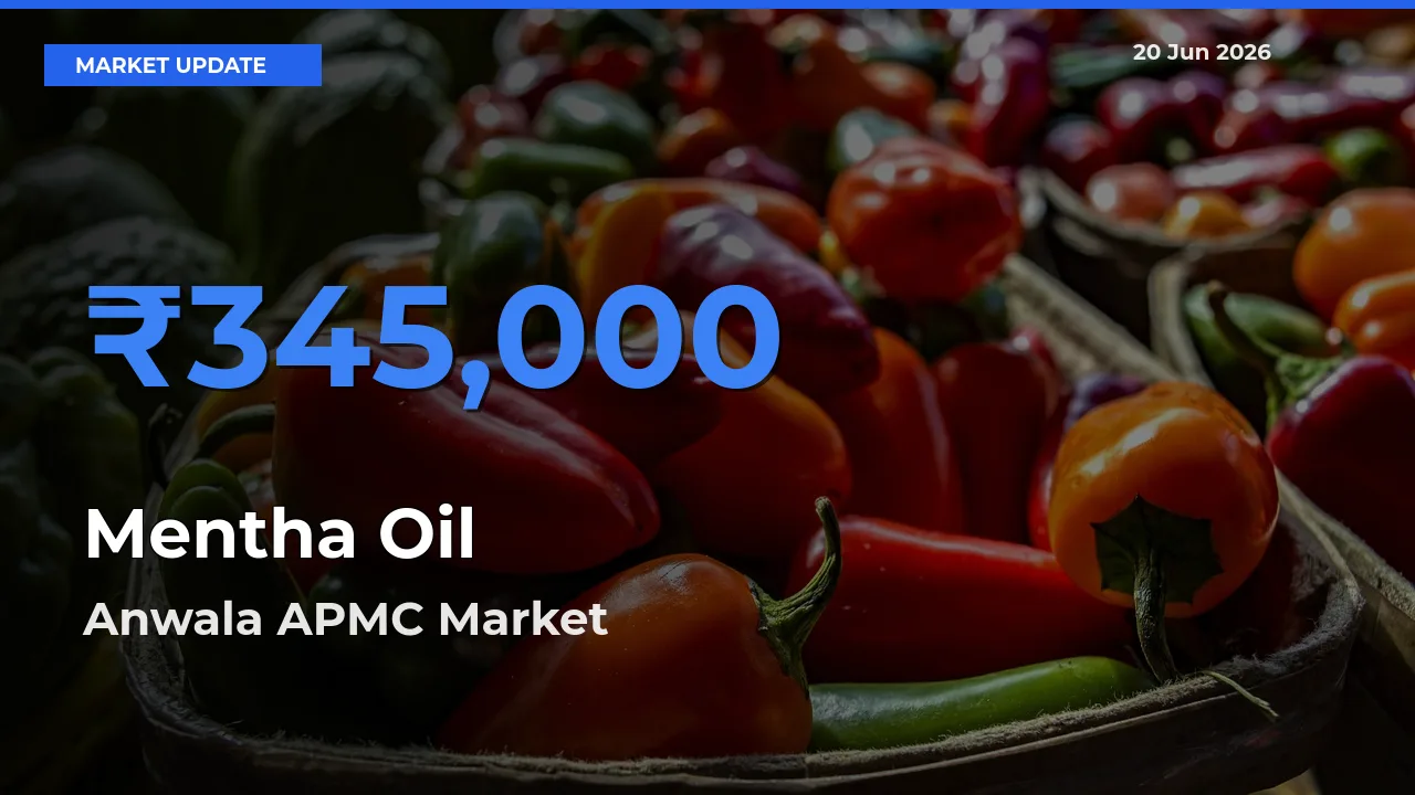 Anwala APMC Leads as Top Mandi for Mentha Oil Prices