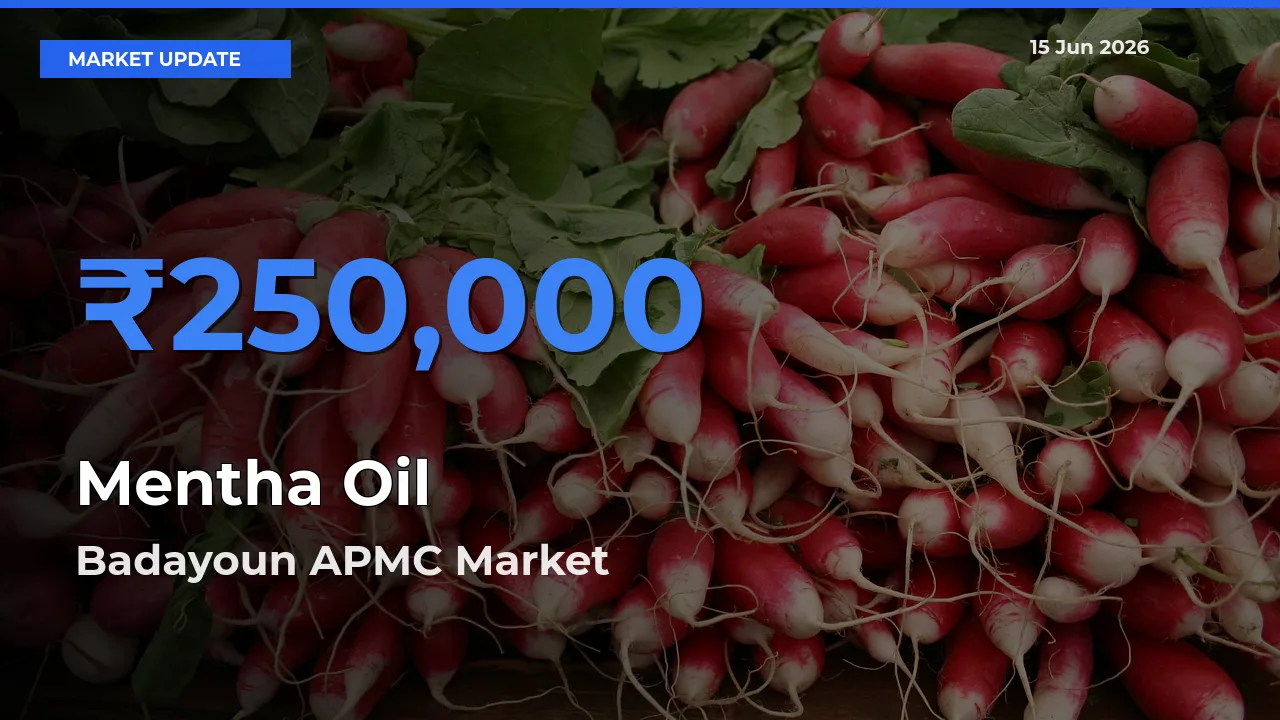 Badayoun APMC Records Highest ₹250,000 Rate for Mentha Oil