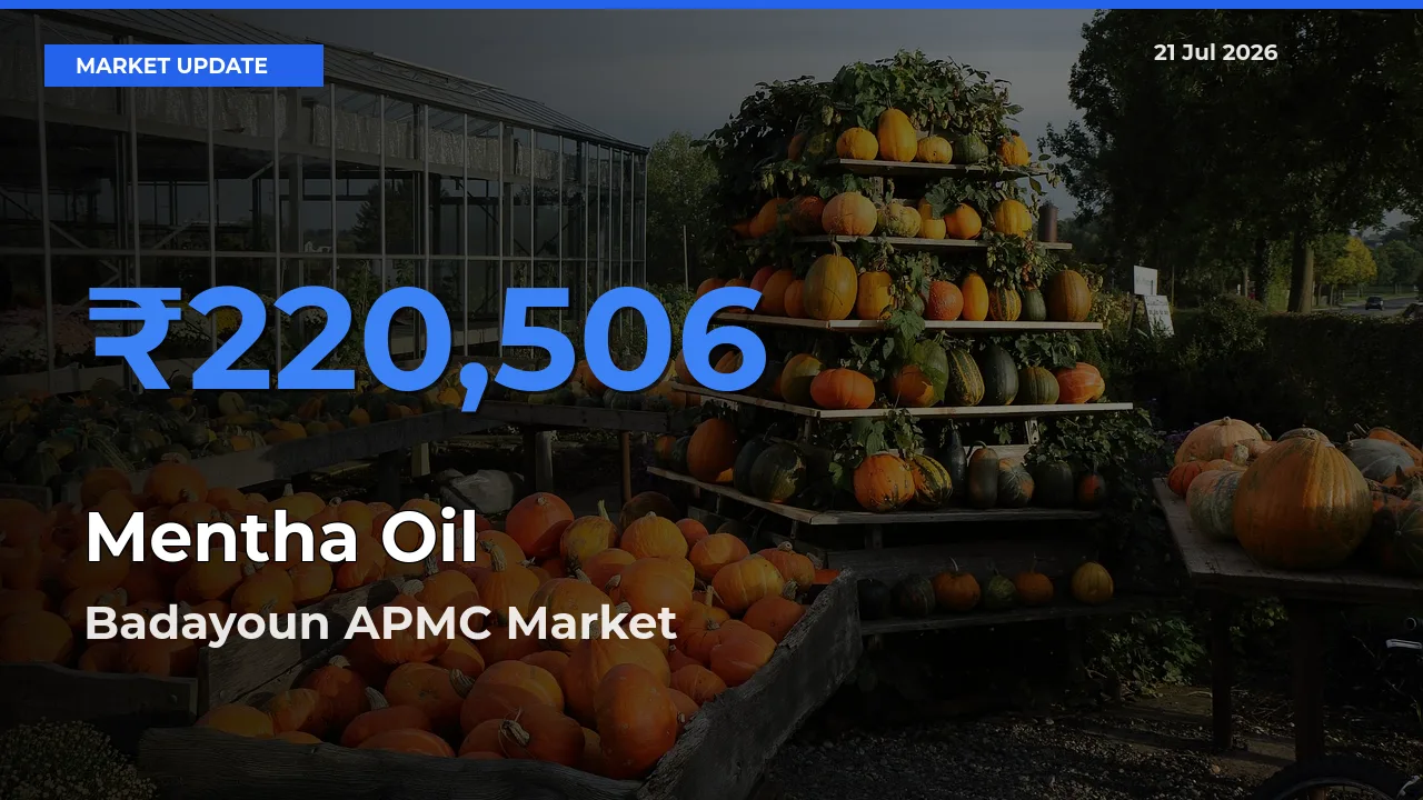 Badayoun APMC Tops Mentha Oil Rates – July 21 Market Update