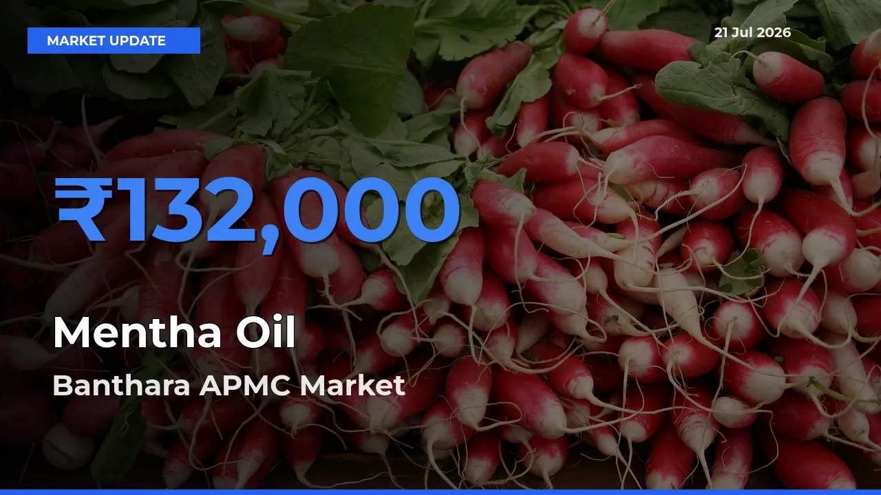 Banthara APMC Leads as Top Mandi for Mentha Oil Prices