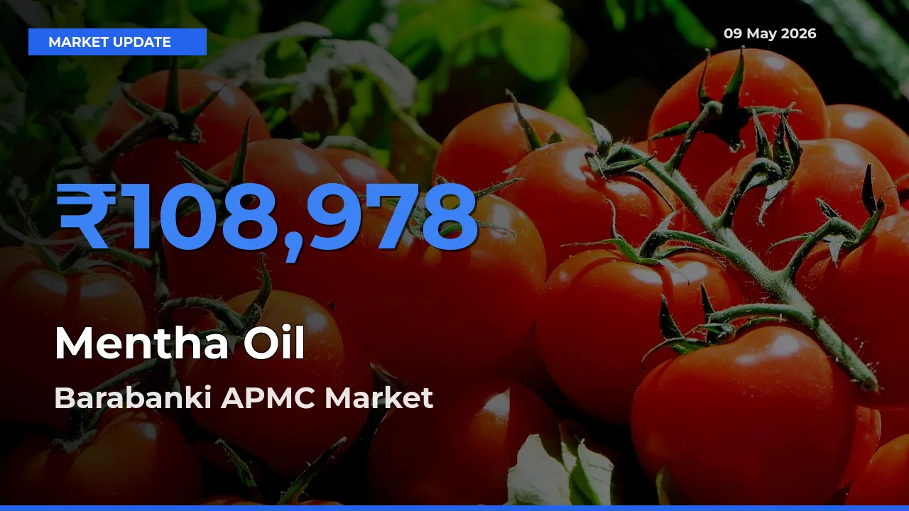 Barabanki APMC Leads as Top Mandi for Mentha Oil Prices
