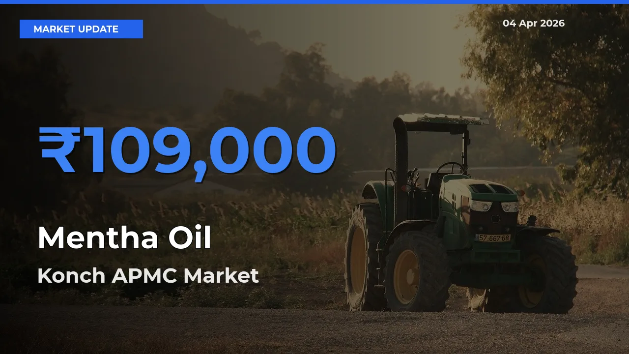 Konch APMC Leads as Top Mandi for Mentha Oil Prices