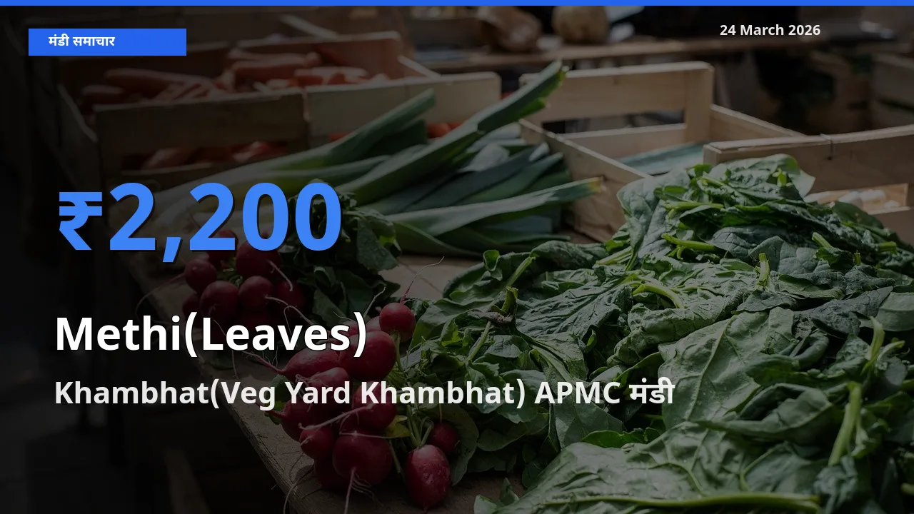 बाज़ार संकेत: Khambhat(Veg Yard Khambhat) APMC बना हरी मेथी के लिए आज की टॉप मंडी