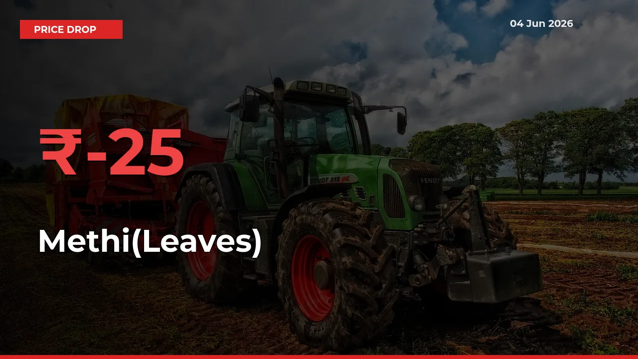 Sharp Fall! Methi(Leaves) Prices Plunge 24.8% in a Day at Key Mandis