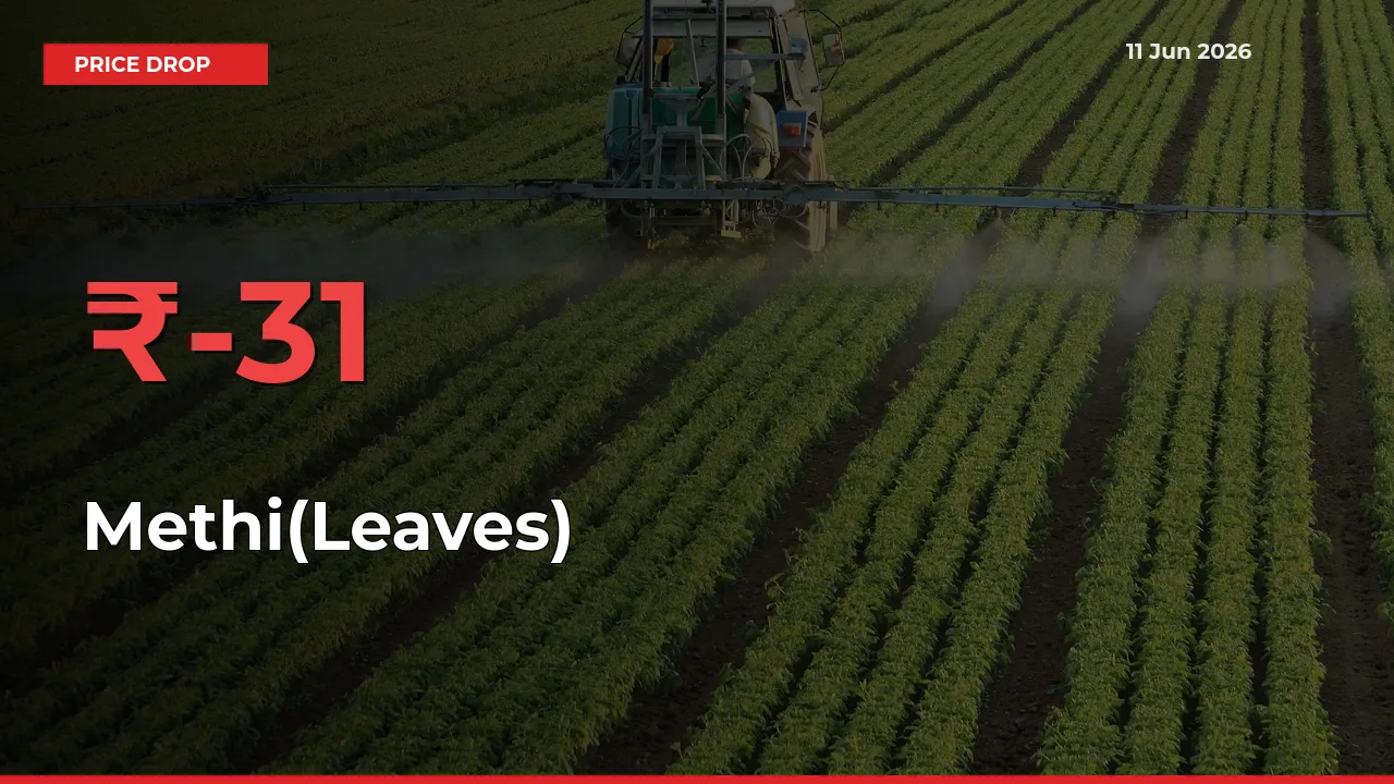 Sharp Fall! Methi(Leaves) Prices Plunge 31.02% in a Day at Key Mandis