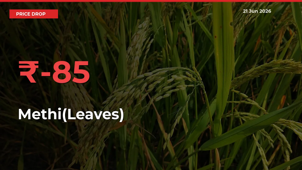 This Mandi Records 84.56% Fall in Methi(Leaves) Prices