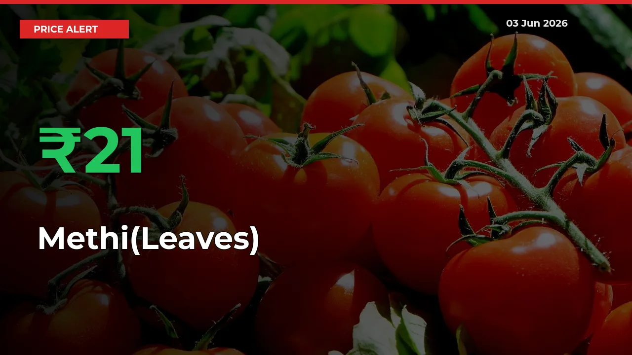 Big Rally! Methi(Leaves) Climbs 21.13% in 24 Hours at Top Mandis