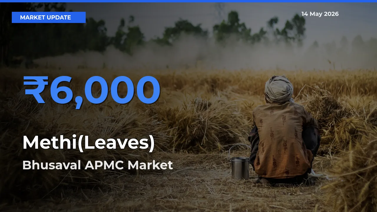 Bhusaval APMC Leads as Top Mandi for Methi(Leaves) Prices