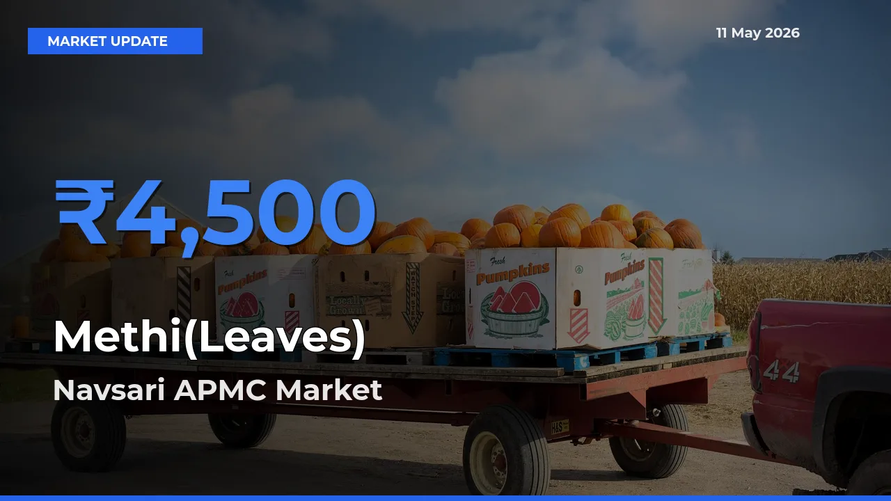 Navsari APMC Leads as Top Mandi for Methi(Leaves) Prices