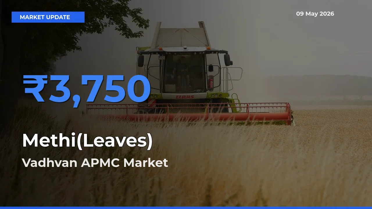 Vadhvan APMC Tops Methi(Leaves) Mandi Rates Today