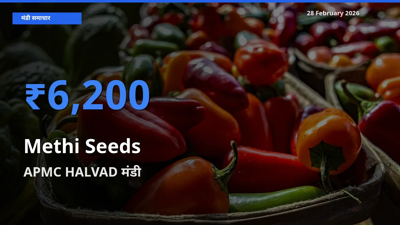 आज Methi Seeds के सबसे ऊँचे दाम ₹6,200 APMC HALVAD मंडी में