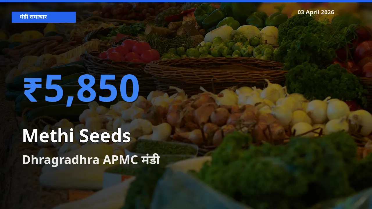 Dhragradhra APMC में मेथी दाना का आज सबसे ऊँचा भाव