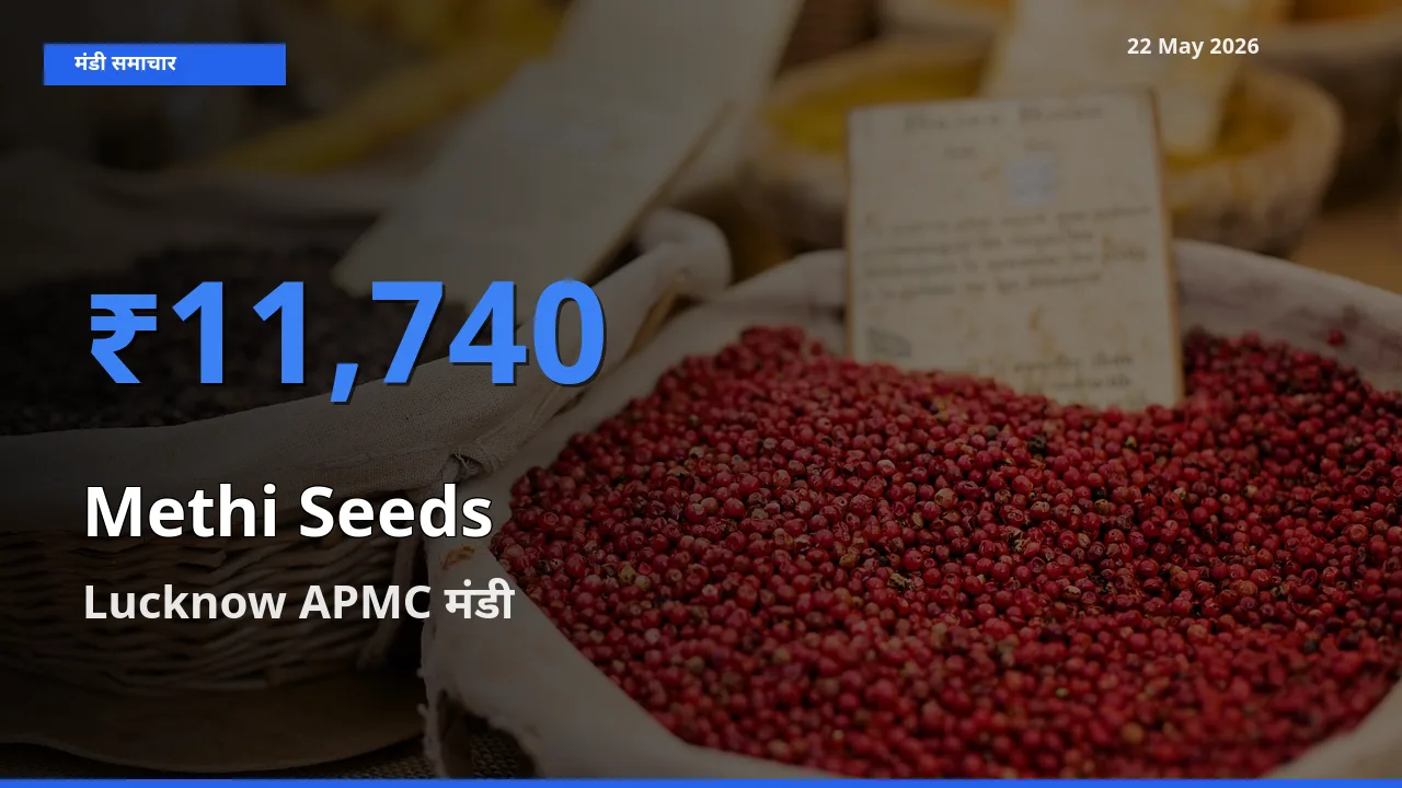 Lucknow APMC में मेथी दाना का आज सबसे ऊँचा भाव