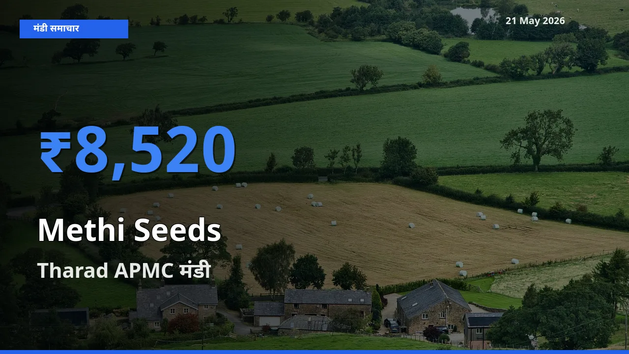 आज मेथी दाना के सबसे ऊँचे दाम ₹8,520 Tharad APMC मंडी में