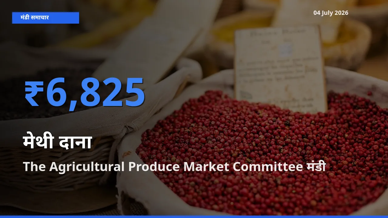 04 July अपडेट: मेथी दाना के सबसे ऊँचे दाम The Agricultural Produce Market Committee मंडी में