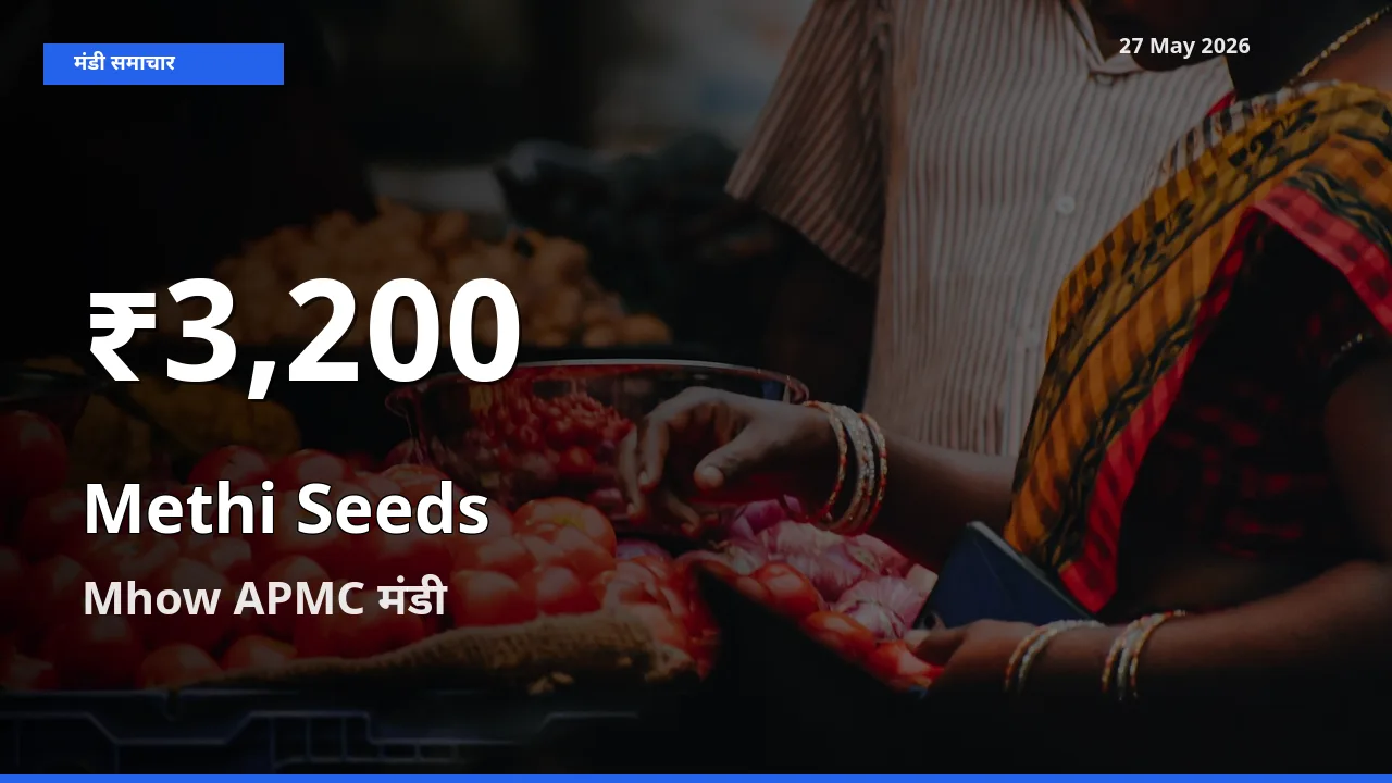 मेथी दाना के दाम 30 दिनों के सबसे निचले स्तर पर, Mhow APMC